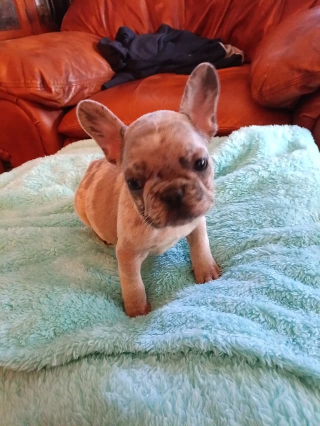 French Bulldog Puppies media 17