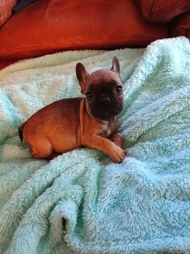 French Bulldog Puppies media 18