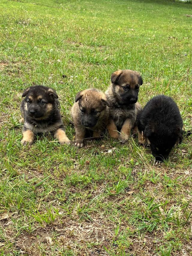 German Shepherd Dog Puppies media 2