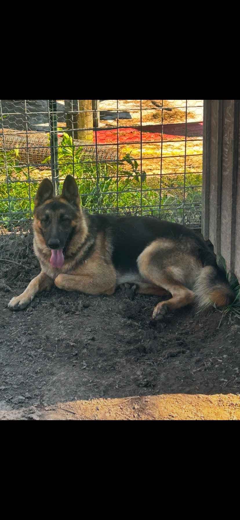 German Shepherd Dog Puppies breeder image 5