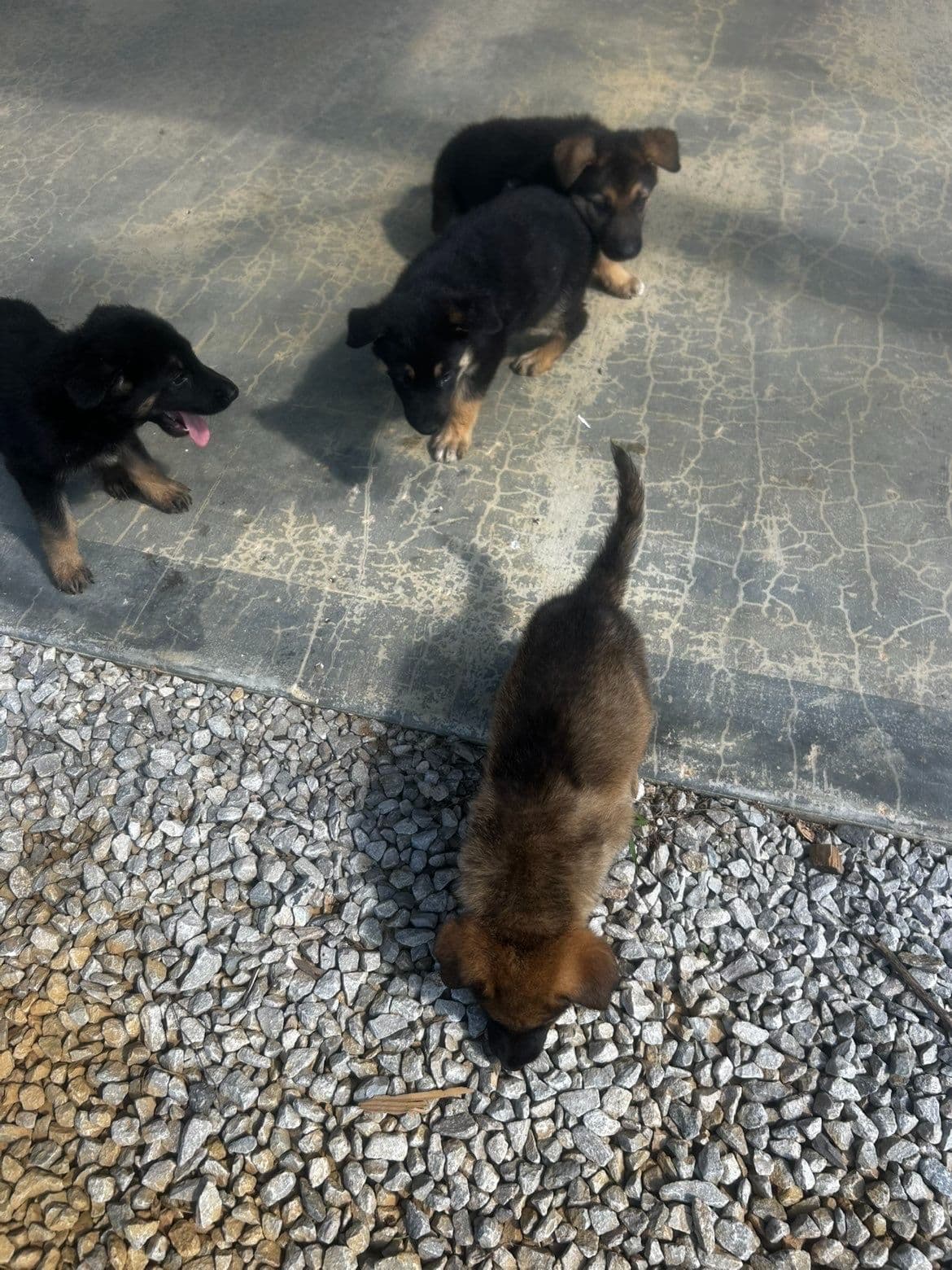 German Shepherd Dog Puppies breeder image 8