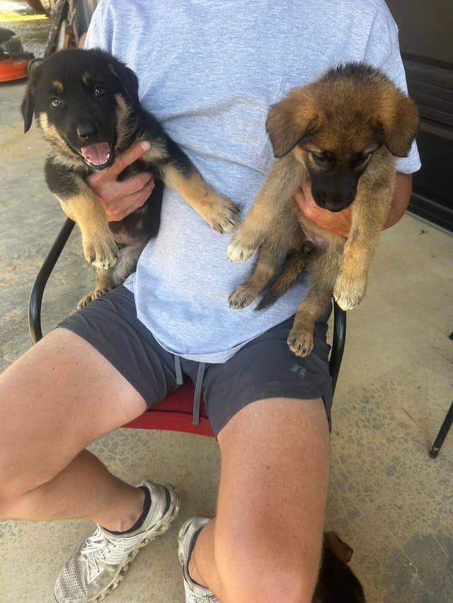German Shepherd Dog Puppies media 8