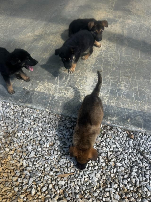 German Shepherd Dog Puppies media 9