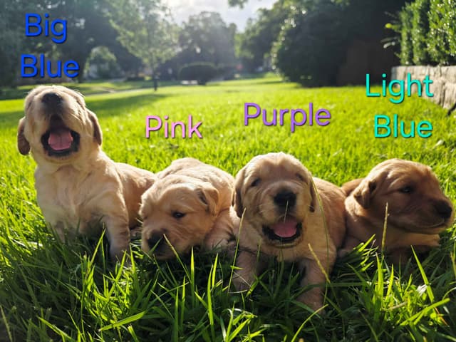 Golden Retriever Puppies media 5