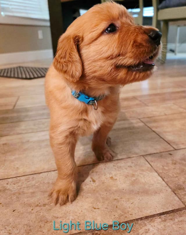 Golden Retriever Puppies media 3