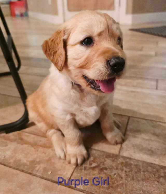 Golden Retriever Puppies media 4