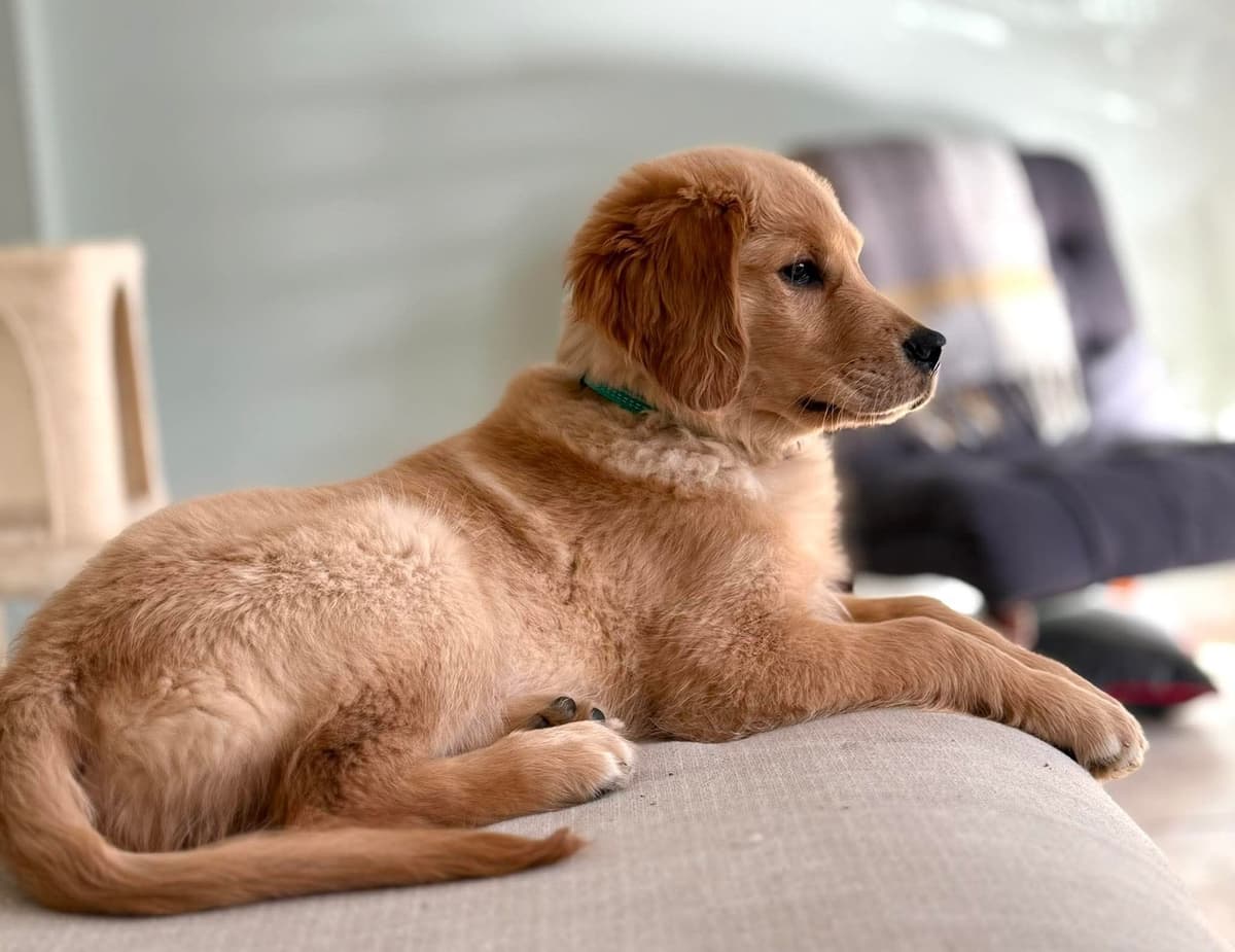 Golden Retriever Puppies breeder image 2