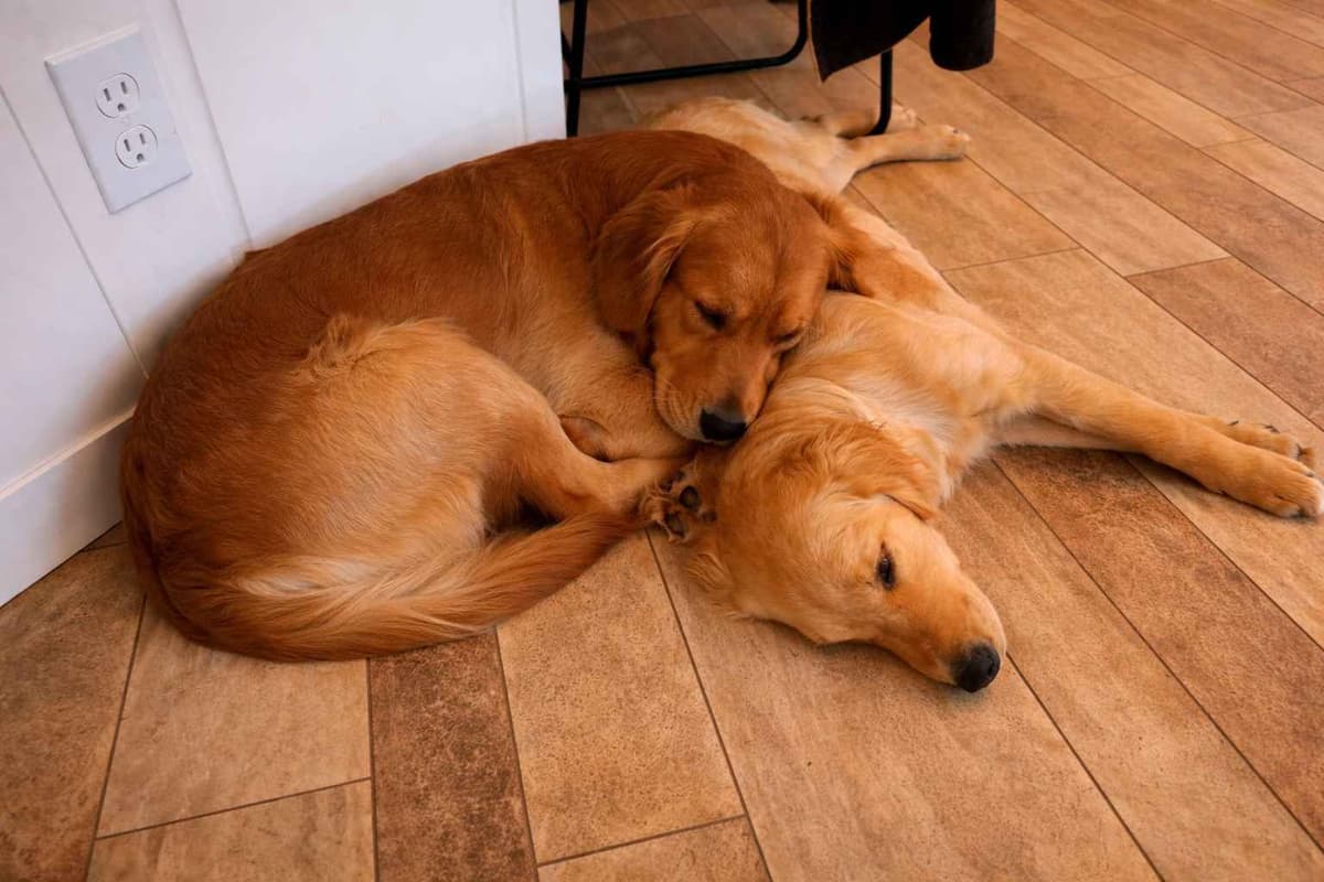 Golden Retriever Puppies breeder image 3