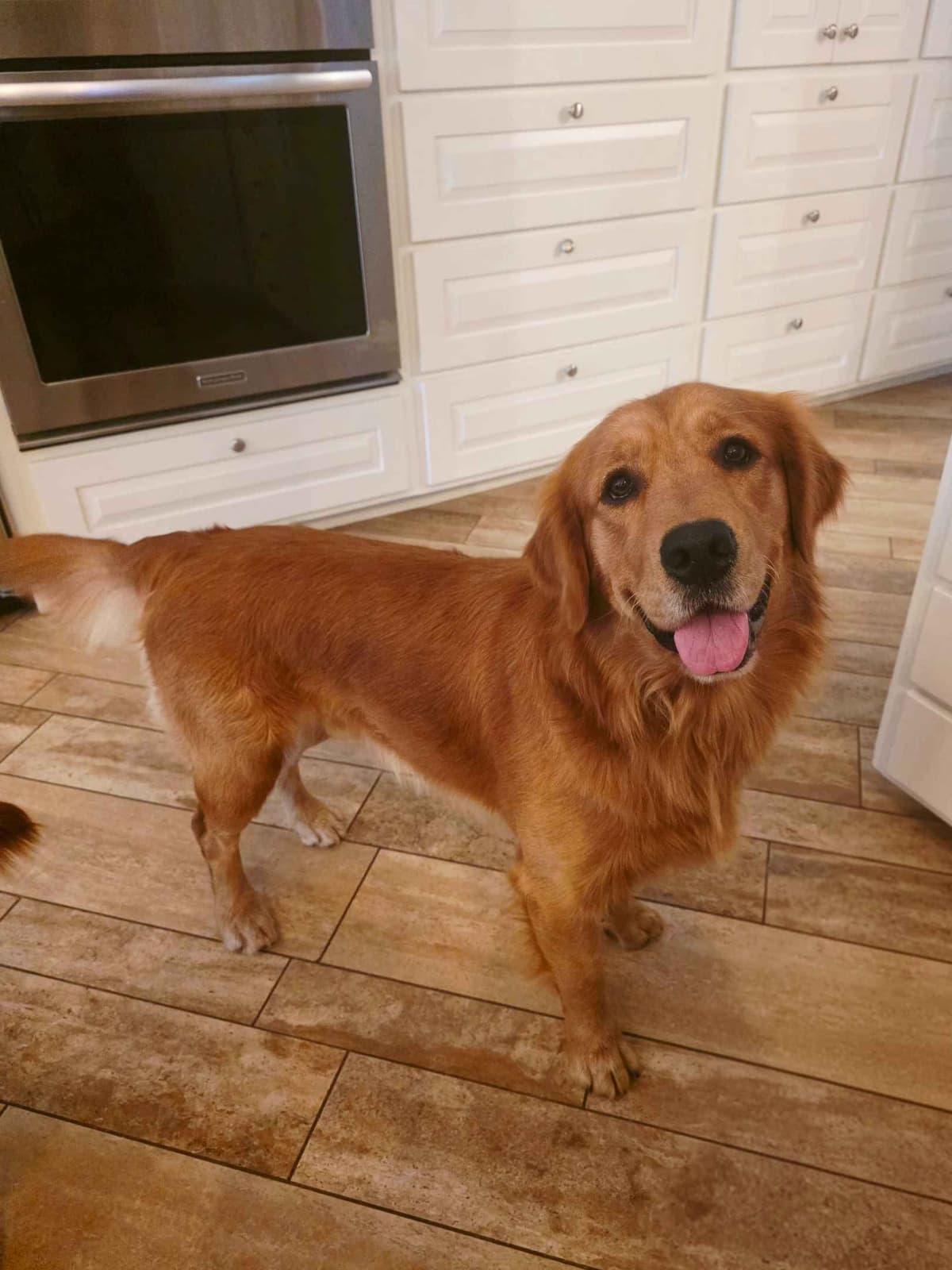 Golden Retriever Puppies breeder image 9