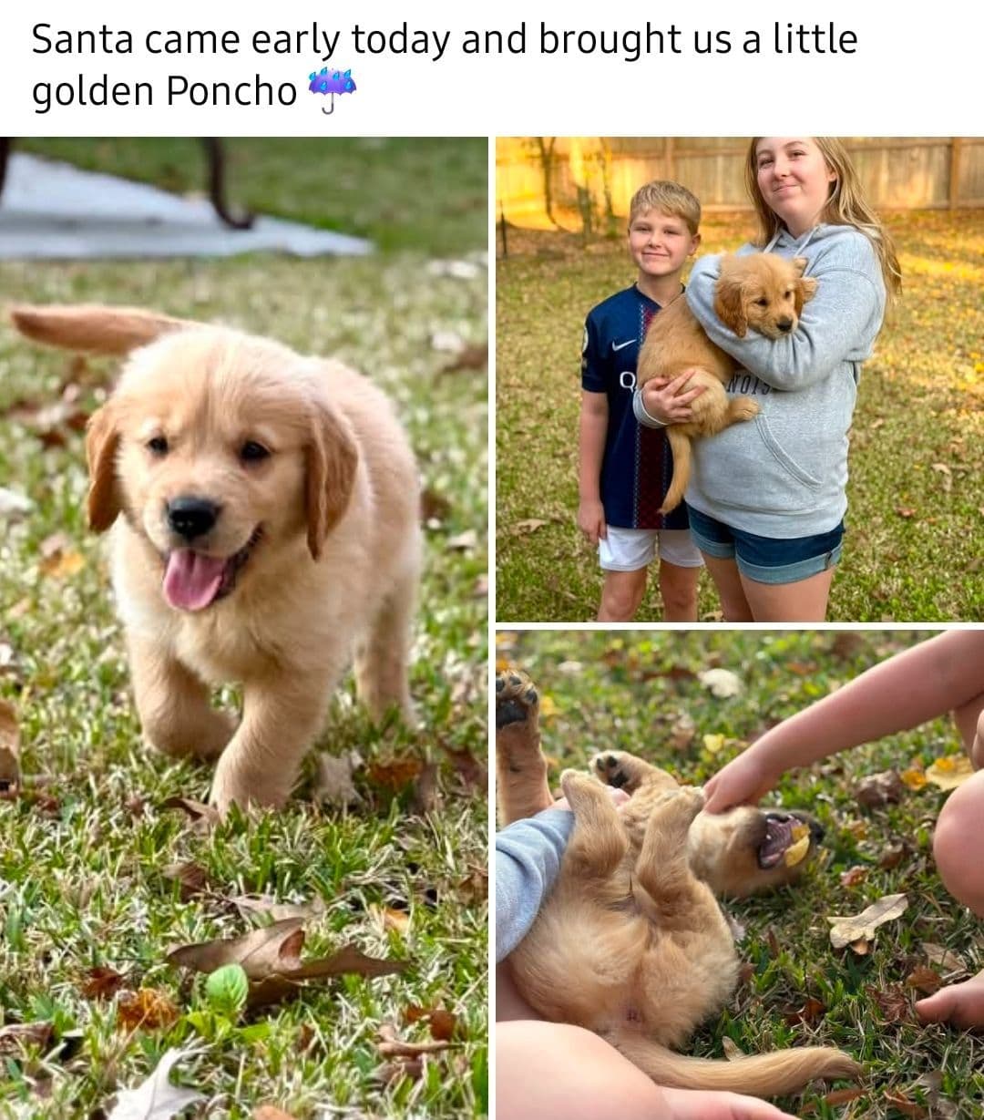 Golden Retriever Puppies breeder image 8