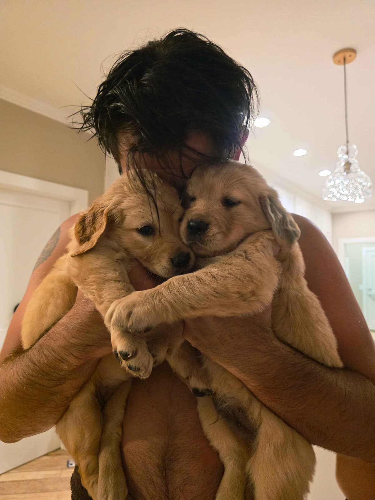 Golden Retriever Puppies breeder image 11