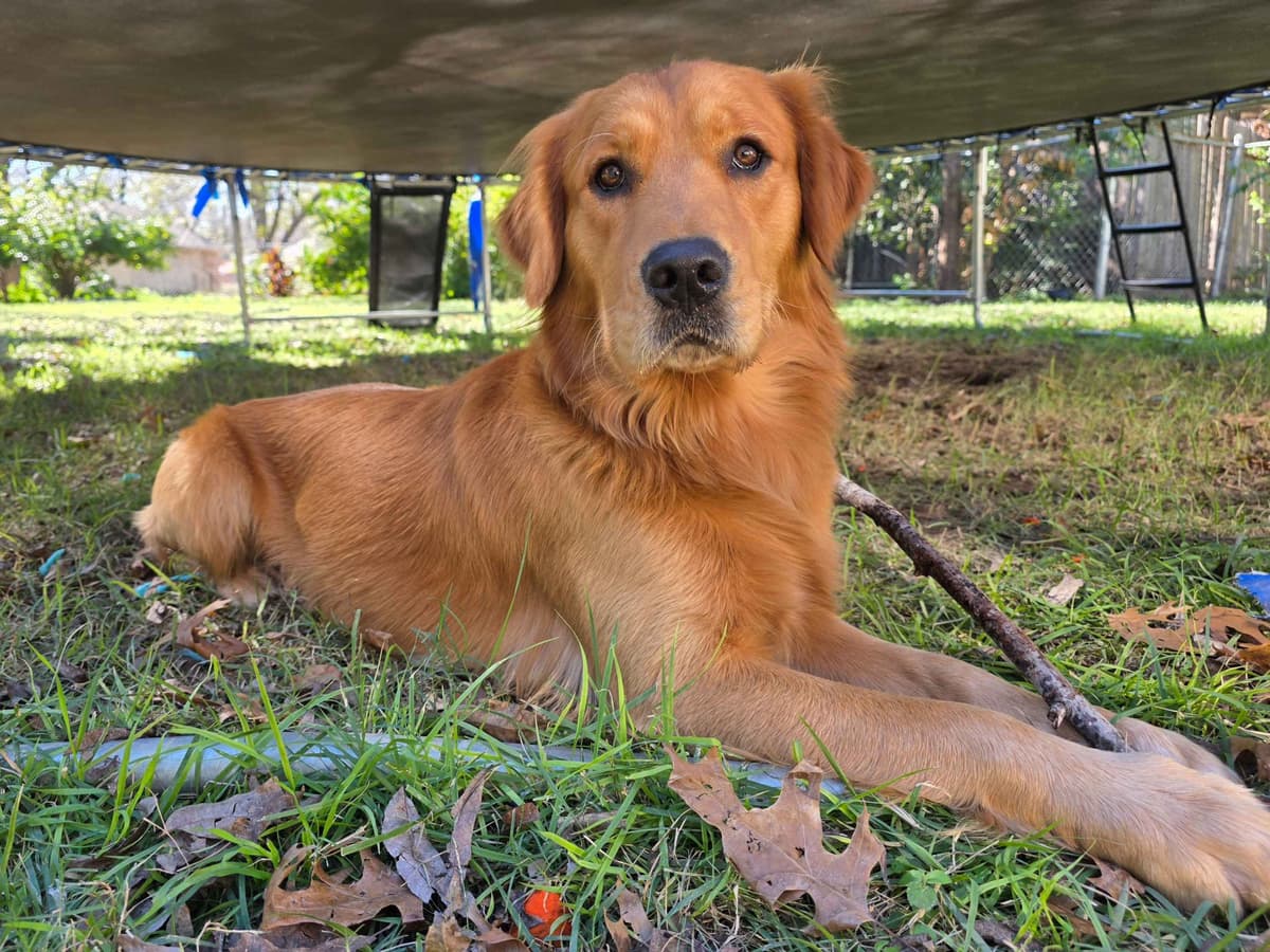 Golden Retriever Puppies breeder image 12
