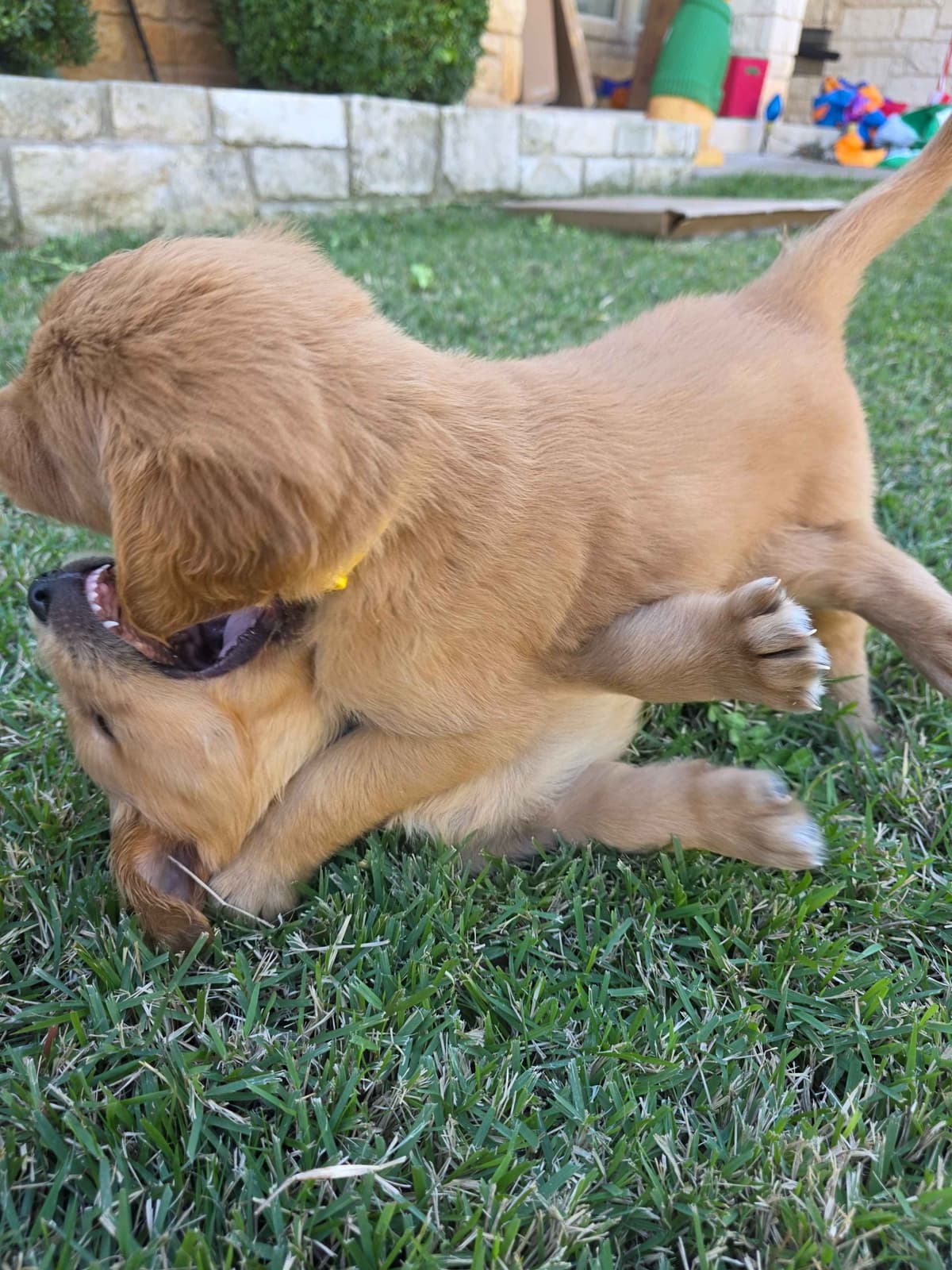 Golden Retriever Puppies breeder image 13