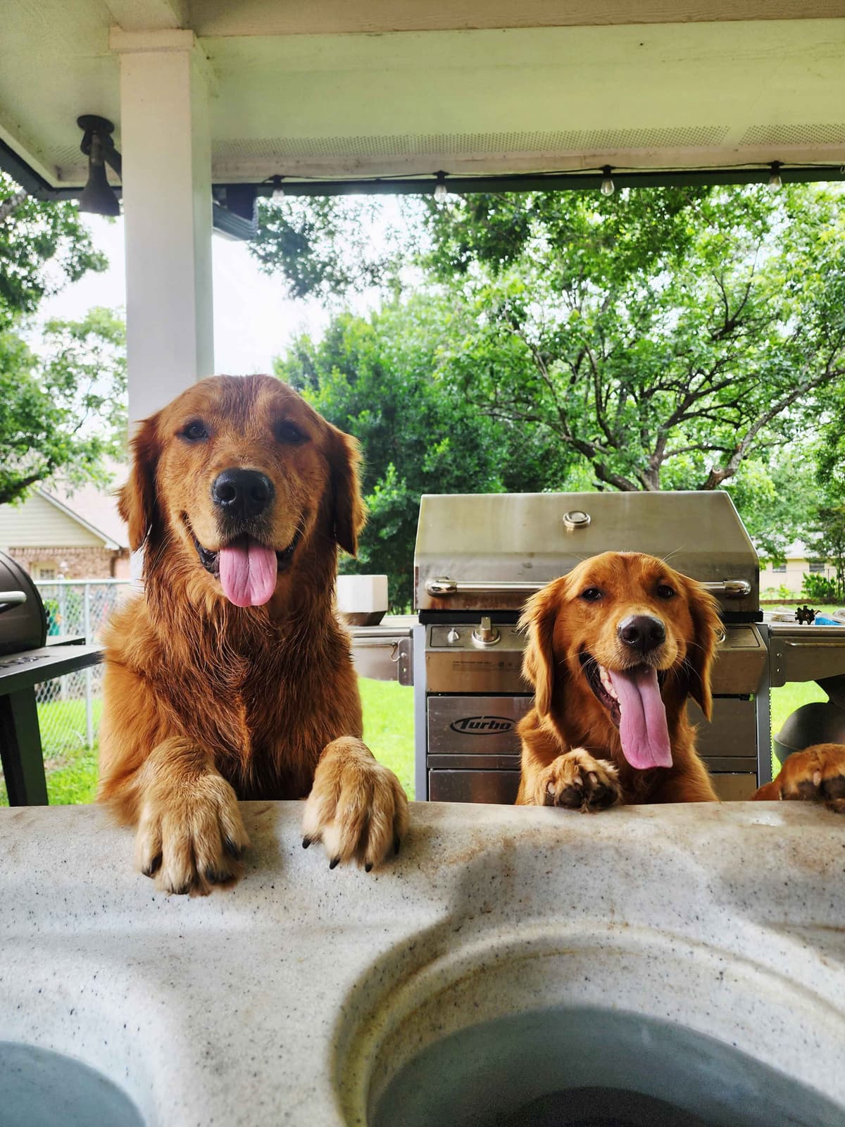 Golden Retriever Puppies breeder image 14