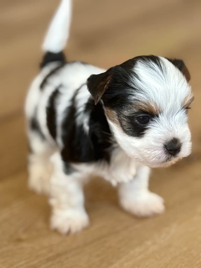 Biewer Terrier Puppies (Greenhill Biewer Terriers) media 2