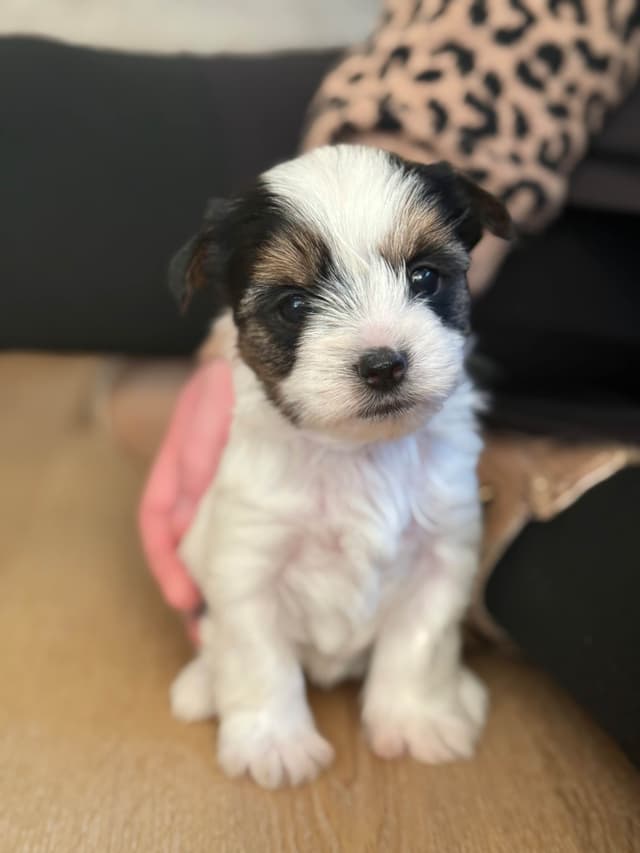 Biewer Terrier Puppies (Greenhill Biewer Terriers) media 3