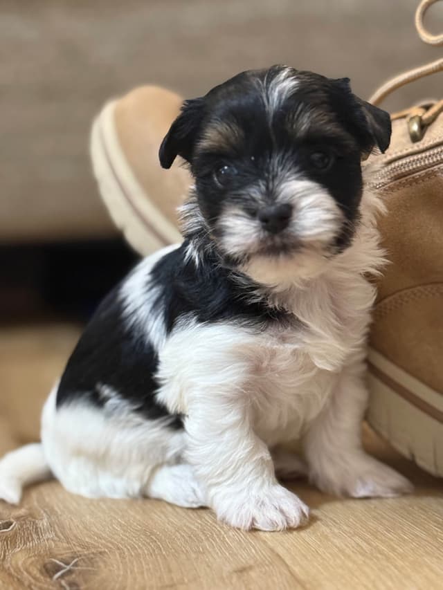 Biewer Terrier Puppies (Greenhill Biewer Terriers) media 4