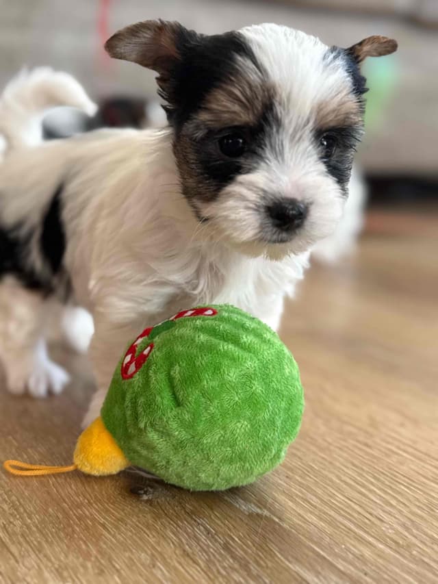 Biewer Terrier Puppies (Greenhill Biewer Terriers) media 7