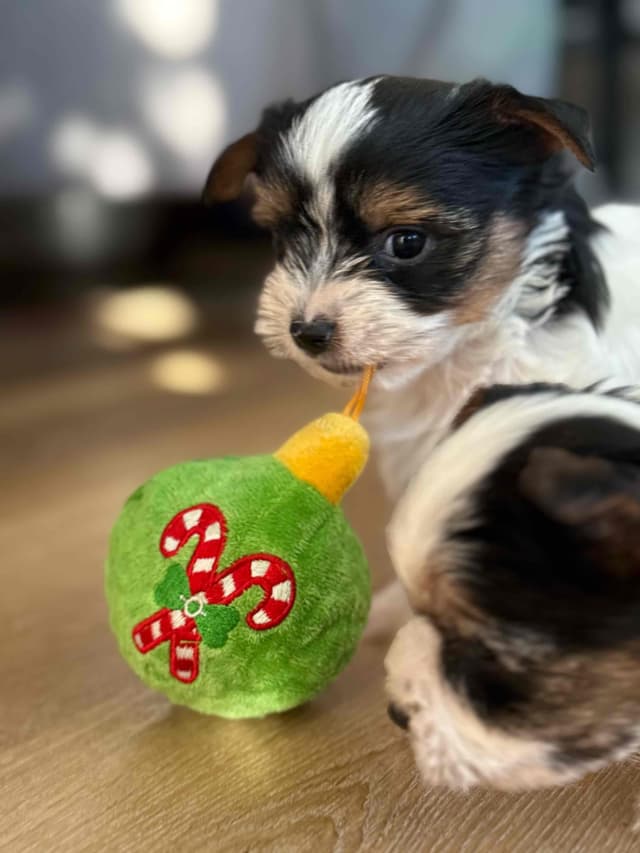 Biewer Terrier Puppies (Greenhill Biewer Terriers) media 8