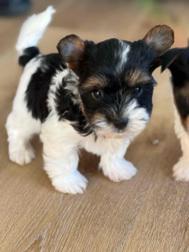 Biewer Terrier Puppies (Greenhill Biewer Terriers) media 9