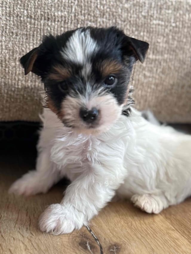 Biewer Terrier Puppies (Greenhill Biewer Terriers) media 10