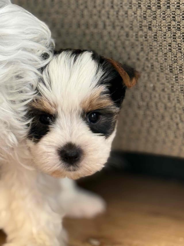Biewer Terrier Puppies (Greenhill Biewer Terriers) media 11