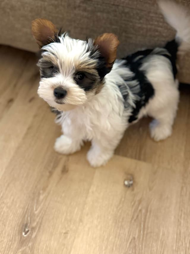 Biewer Terrier Puppies (Greenhill Biewer Terriers) media 12