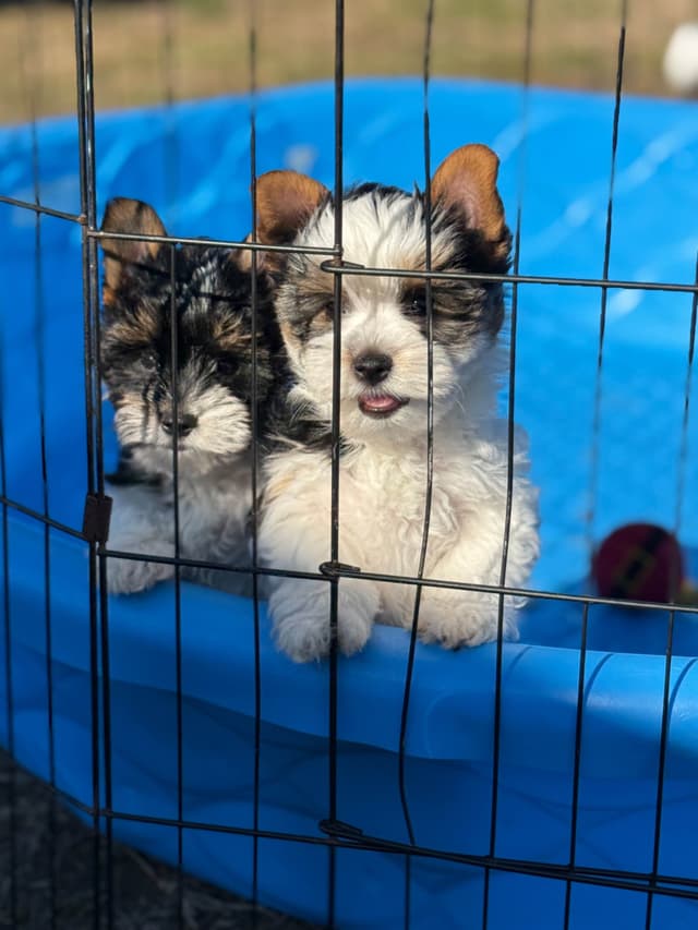 Biewer Terrier Puppies (Greenhill Biewer Terriers) media 13