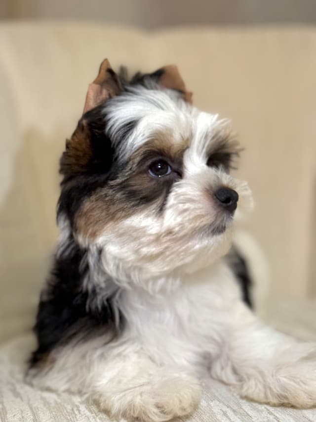 Biewer Terrier Puppies (Greenhill Biewer Terriers) media 14