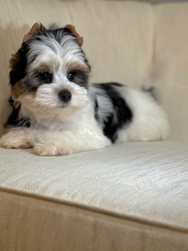Biewer Terrier Puppies (Greenhill Biewer Terriers) media 15