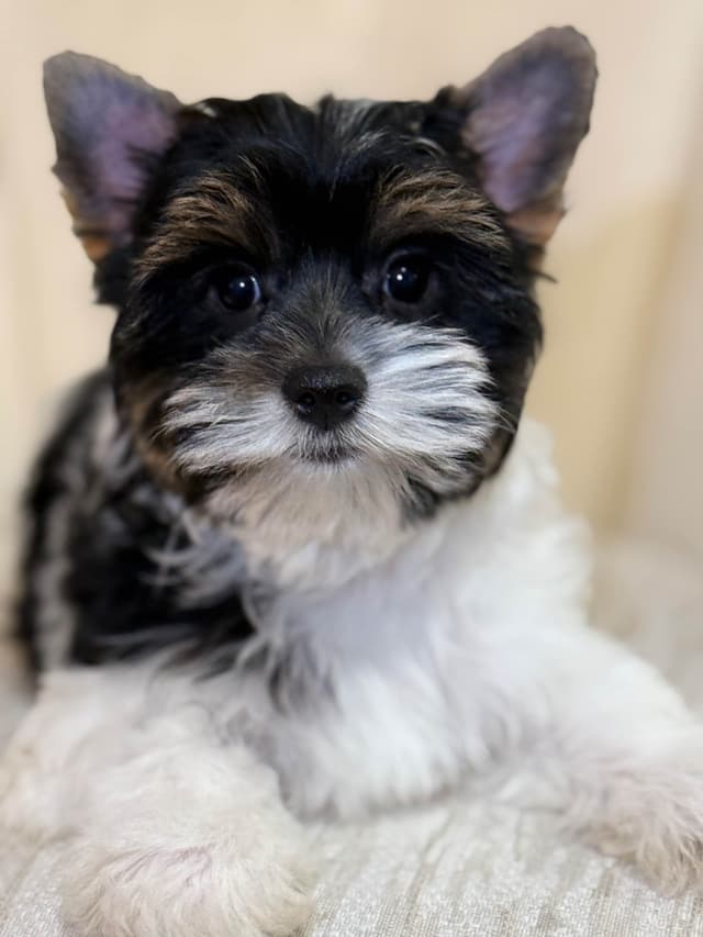 Biewer Terrier Puppies (Greenhill Biewer Terriers) media 17