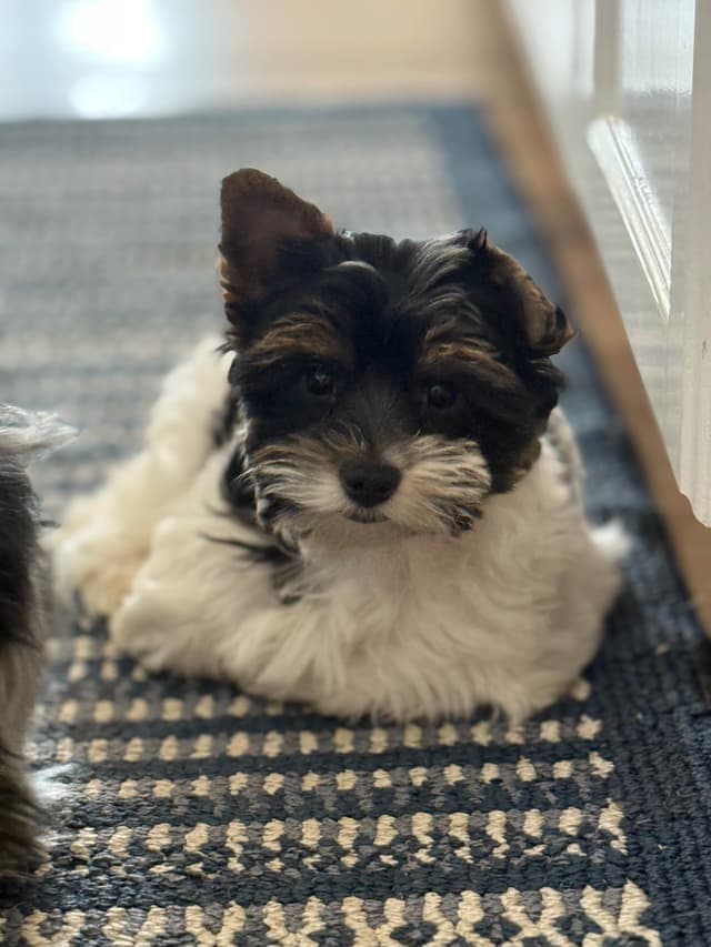 Biewer Terrier Puppies (Greenhill Biewer Terriers) media 19