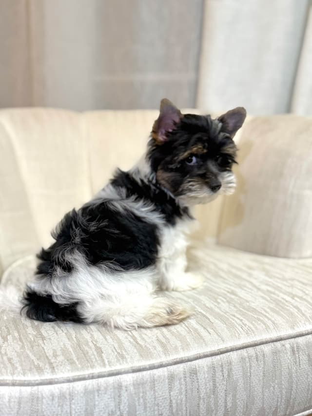 Biewer Terrier Puppies (Greenhill Biewer Terriers) media 21