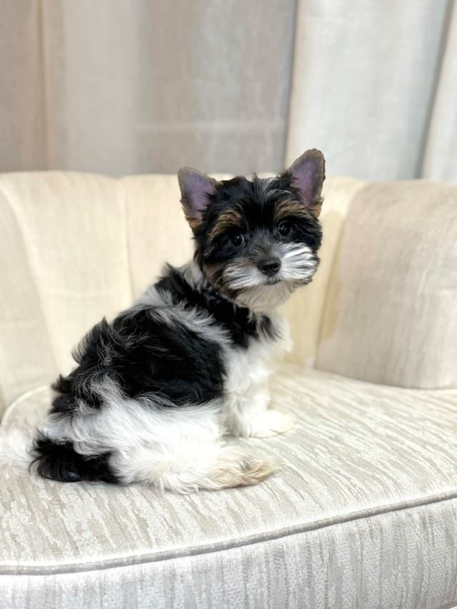 Biewer Terrier Puppies (Greenhill Biewer Terriers) media 20
