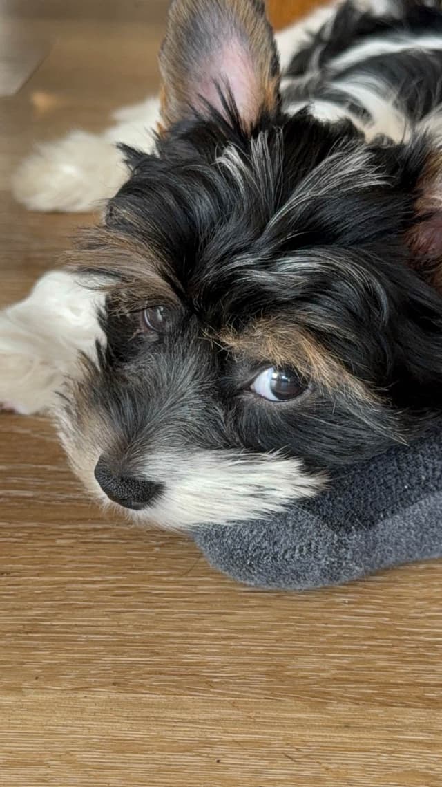 Biewer Terrier Puppies (Greenhill Biewer Terriers) media 22