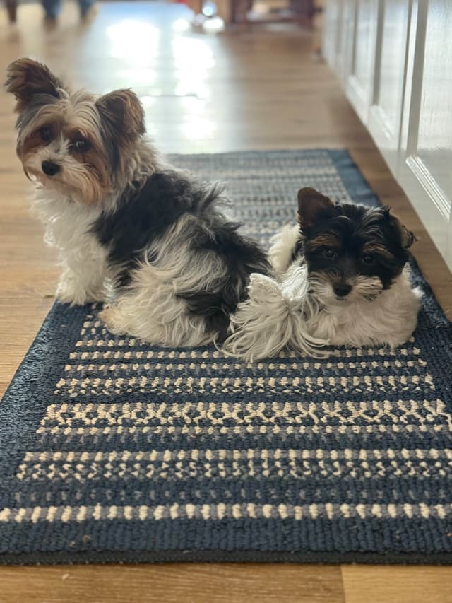 Biewer Terrier Puppies (Greenhill Biewer Terriers) media 23
