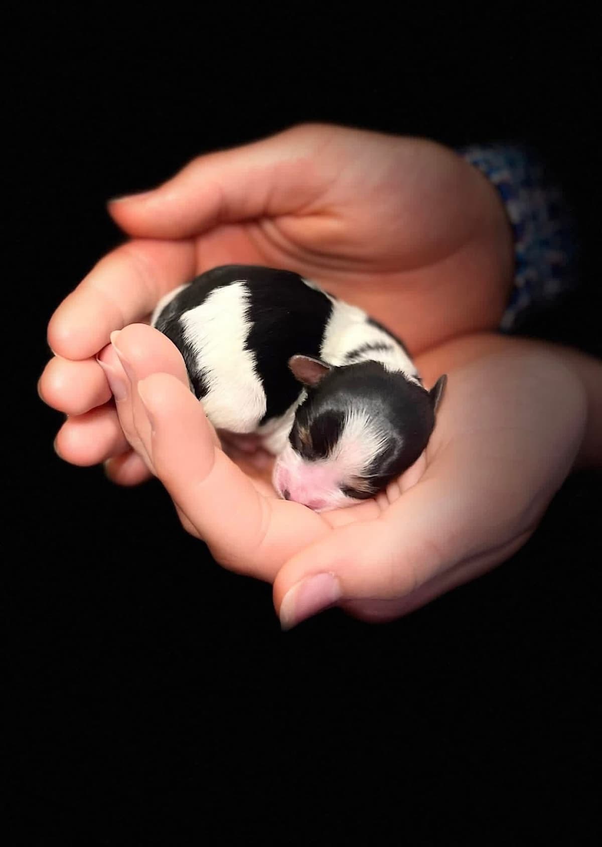 Biewer Terrier Puppies (Greenhill Biewer Terriers) breeder image 1