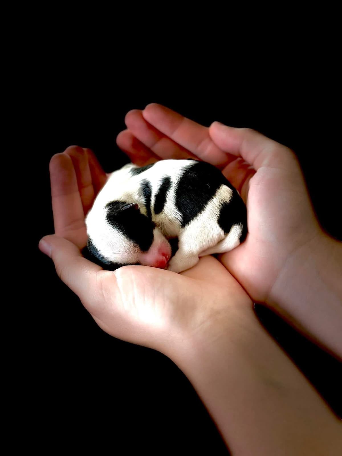 Biewer Terrier Puppies (Greenhill Biewer Terriers) breeder image 3