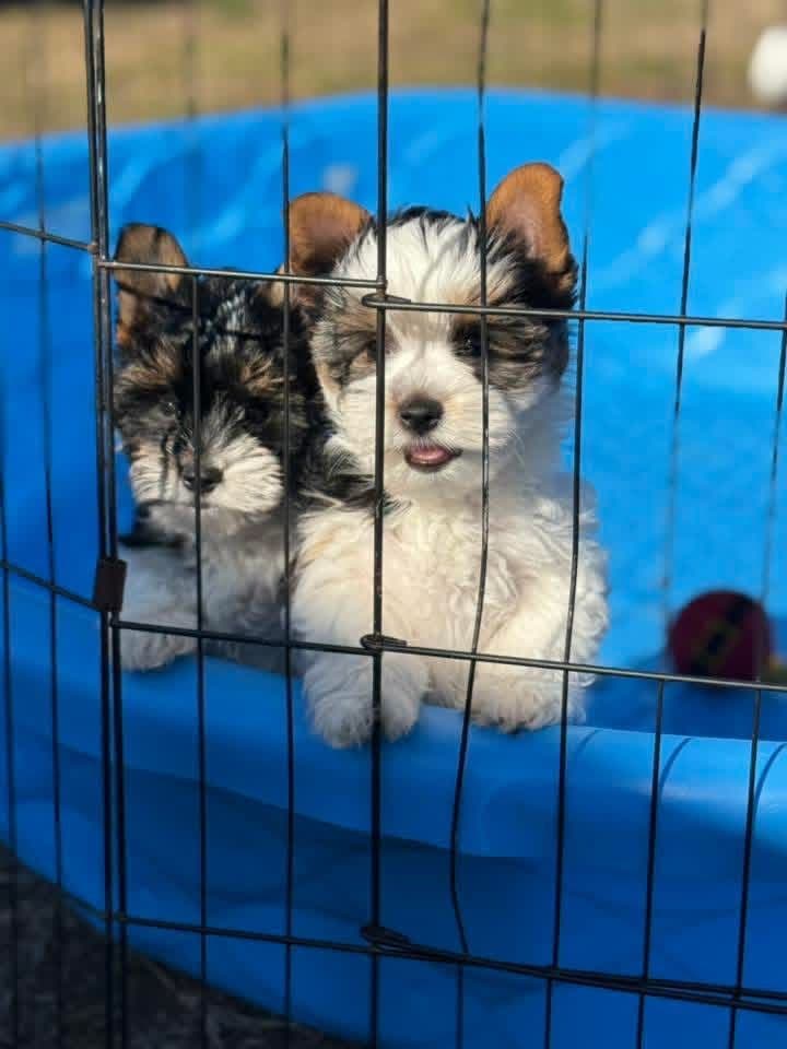 Biewer Terrier Puppies (Greenhill Biewer Terriers) breeder image 4
