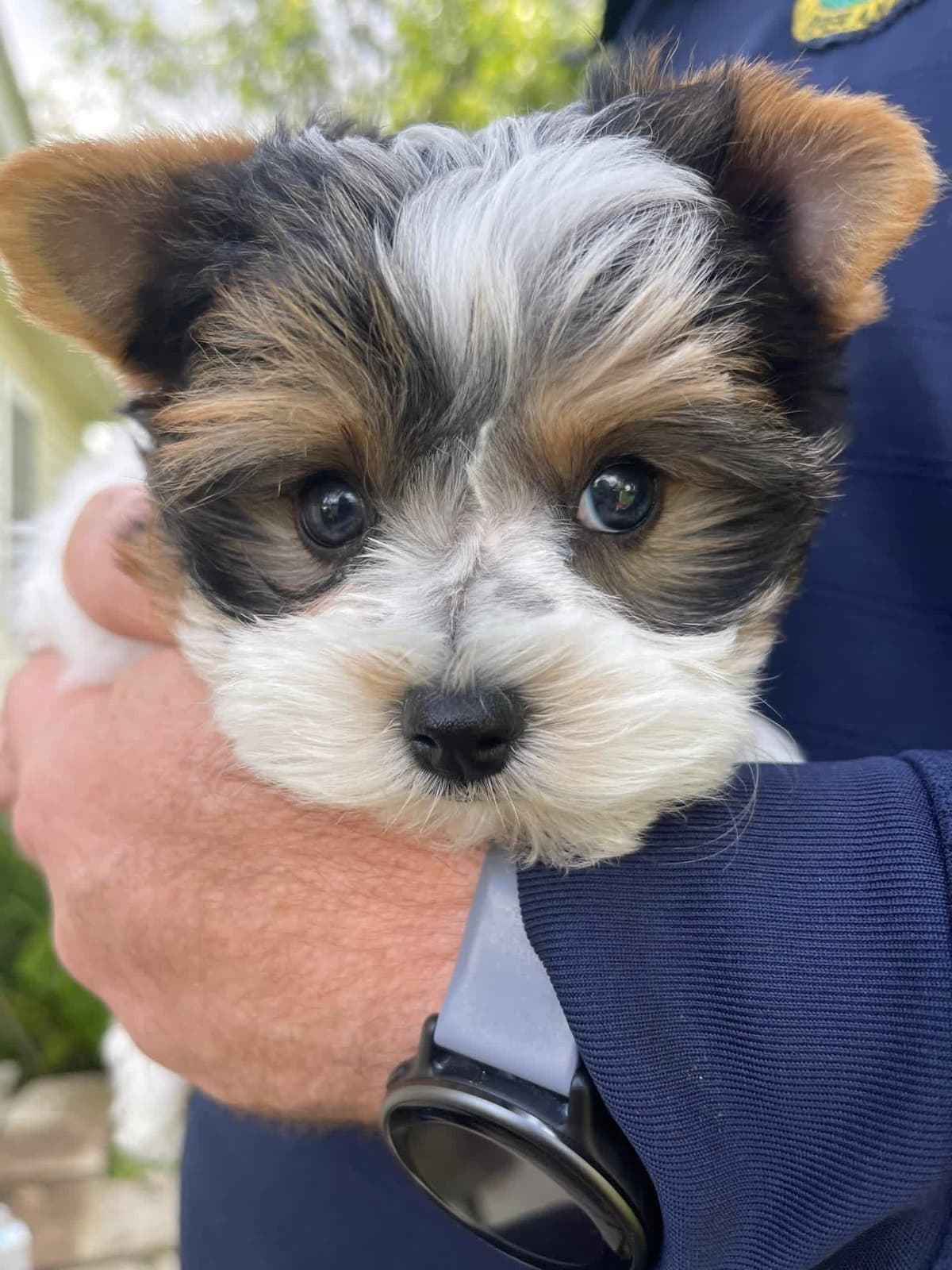 Biewer Terrier Puppies (Greenhill Biewer Terriers) breeder image 9