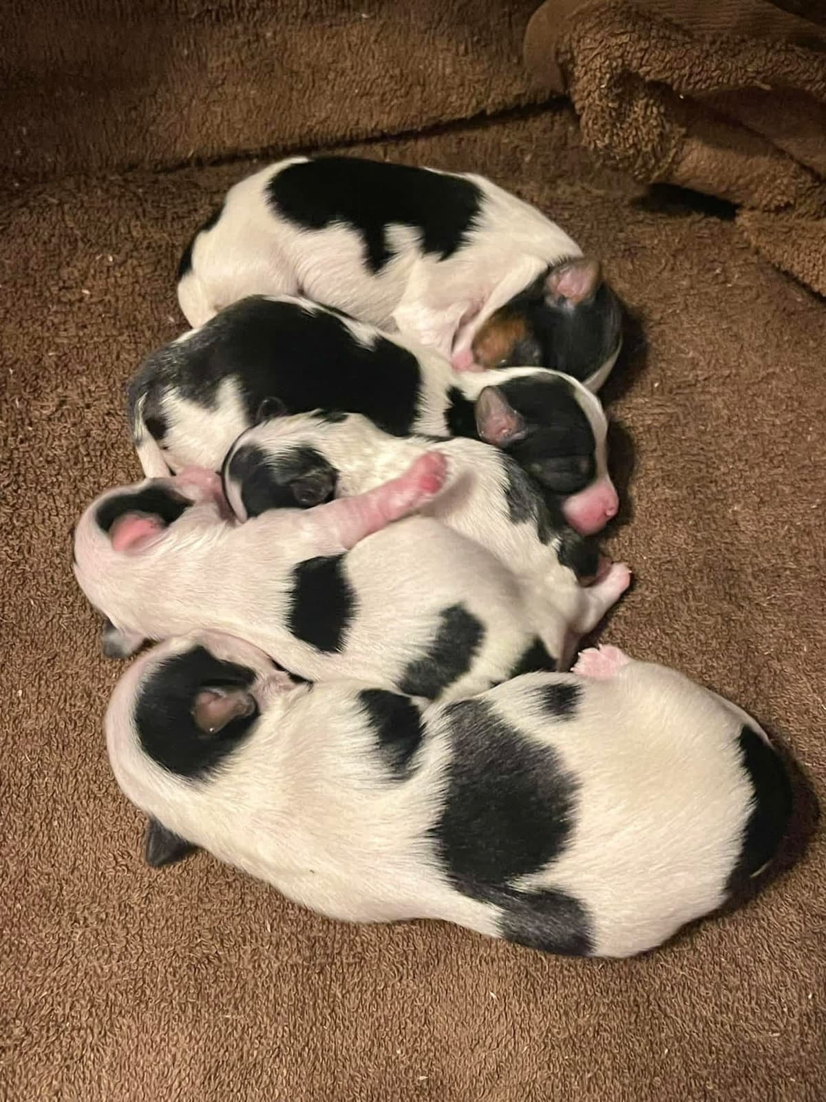 Biewer Terrier Puppies (Greenhill Biewer Terriers) breeder image 10