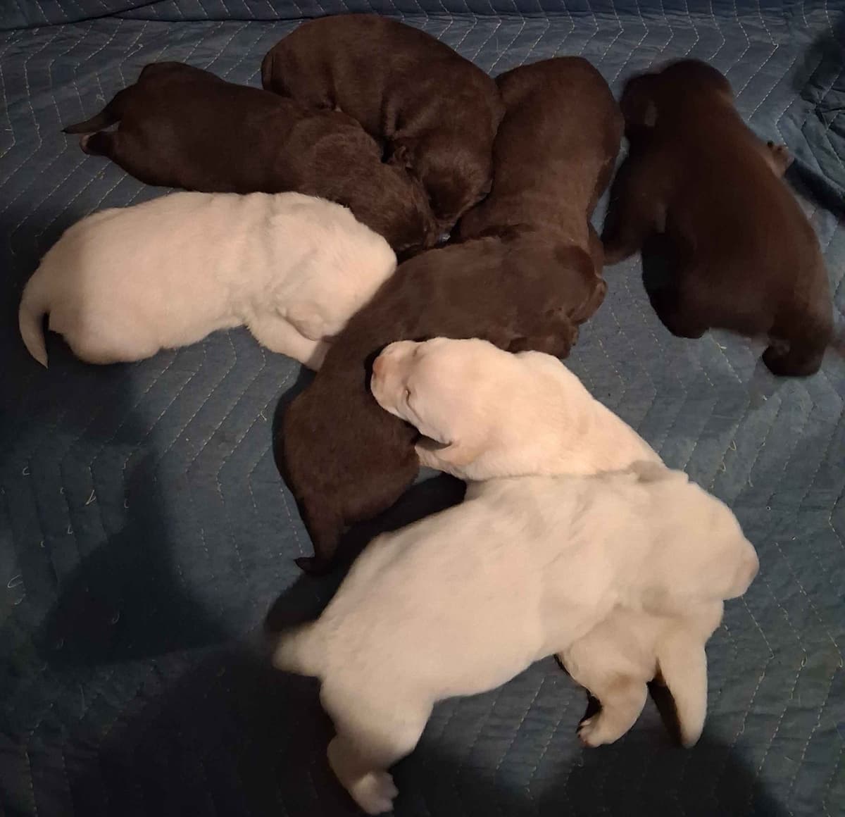 Labrador Retriever Puppies breeder image 2