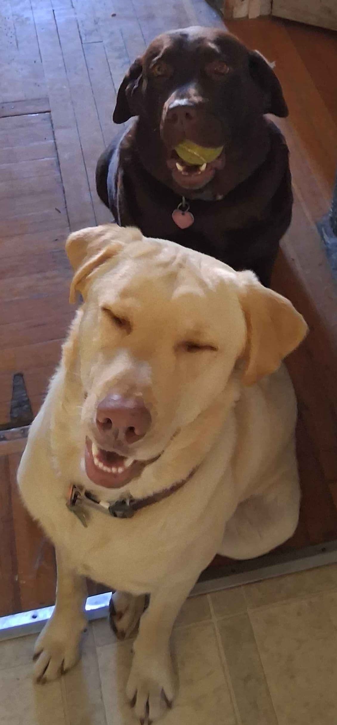 Labrador Retriever Puppies breeder image 1