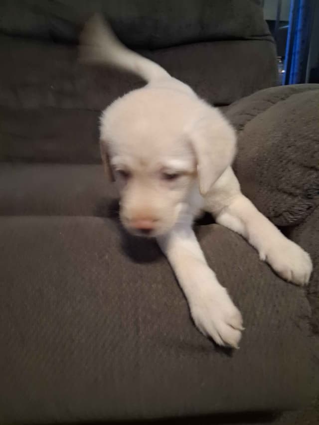 Labrador Retriever Puppies media 2