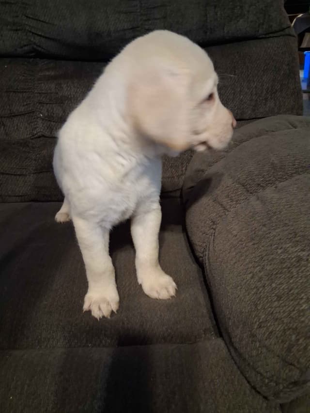 Labrador Retriever Puppies media 3