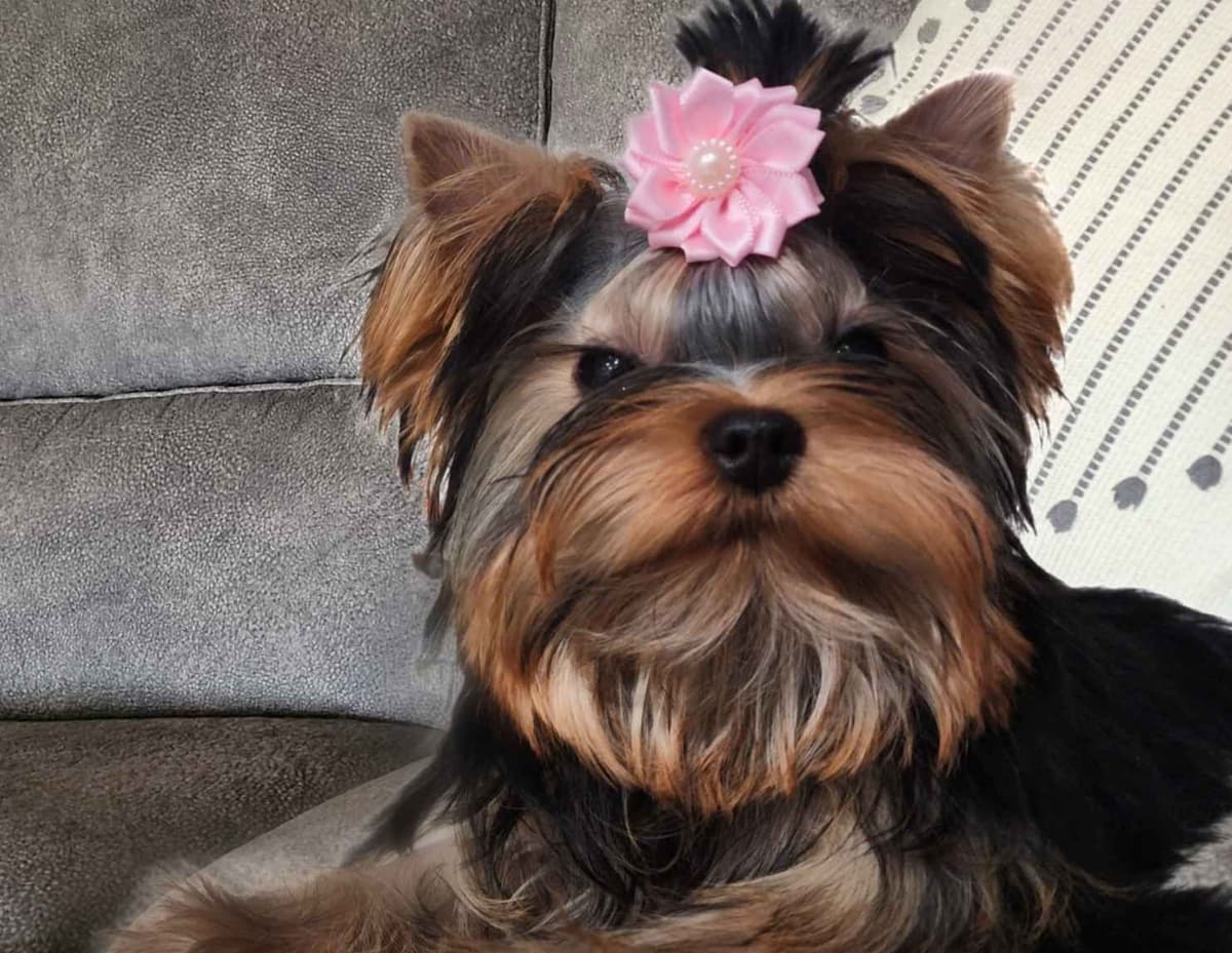 Yorkshire Terrier Puppies breeder image 1