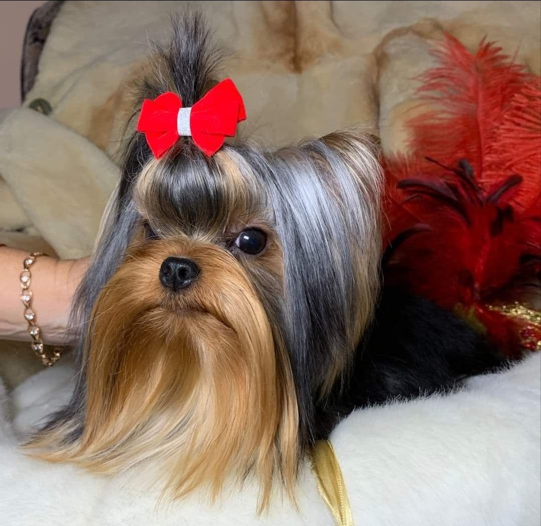 Yorkshire Terrier Puppies breeder image 2