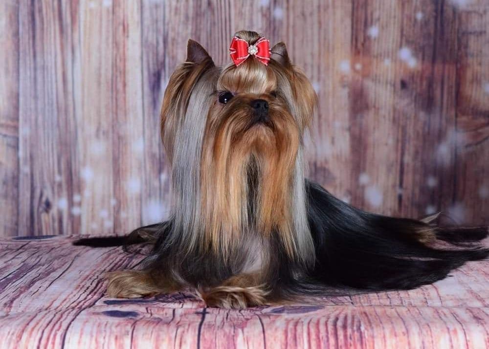 Yorkshire Terrier Puppies breeder image 3