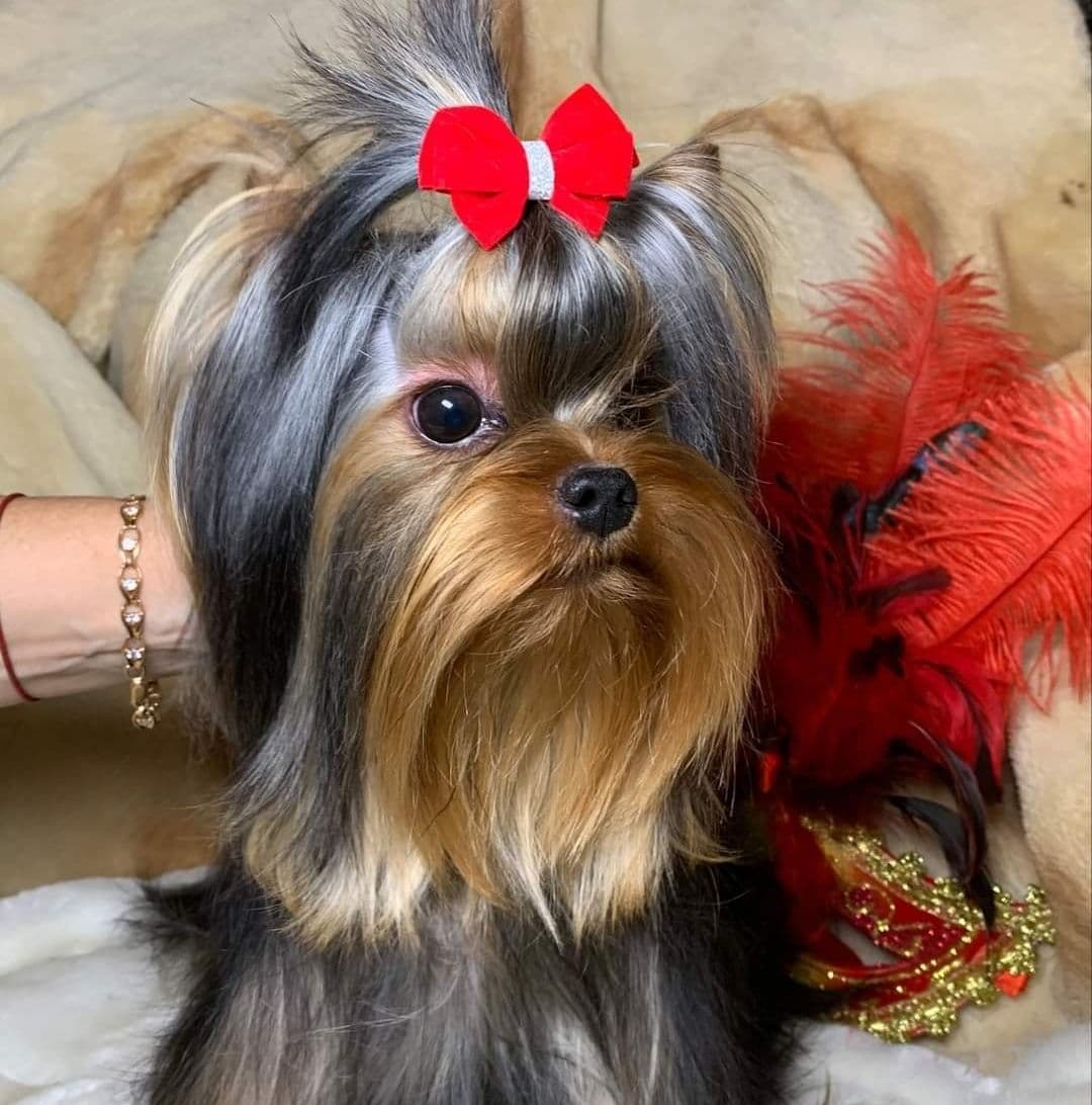 Yorkshire Terrier Puppies breeder image 4