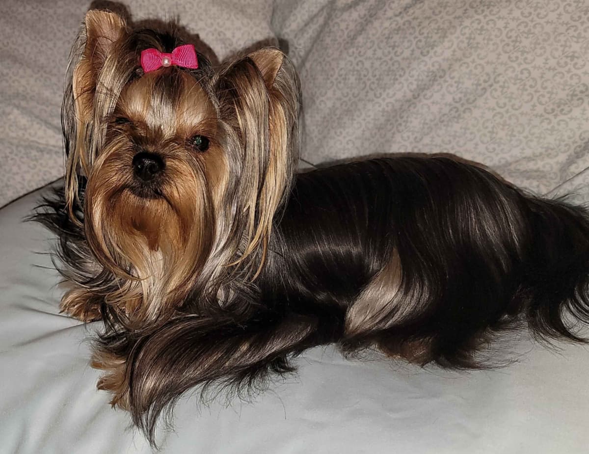 Yorkshire Terrier Puppies breeder image 7